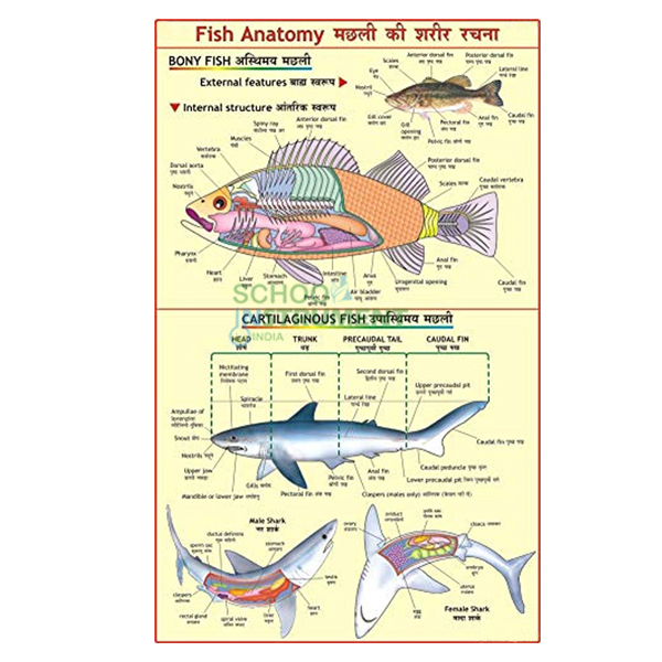 Fish Anatomy Chart, Zoology